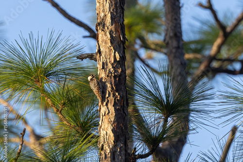 A red-cockaded woodpecker perched on the side of a tree