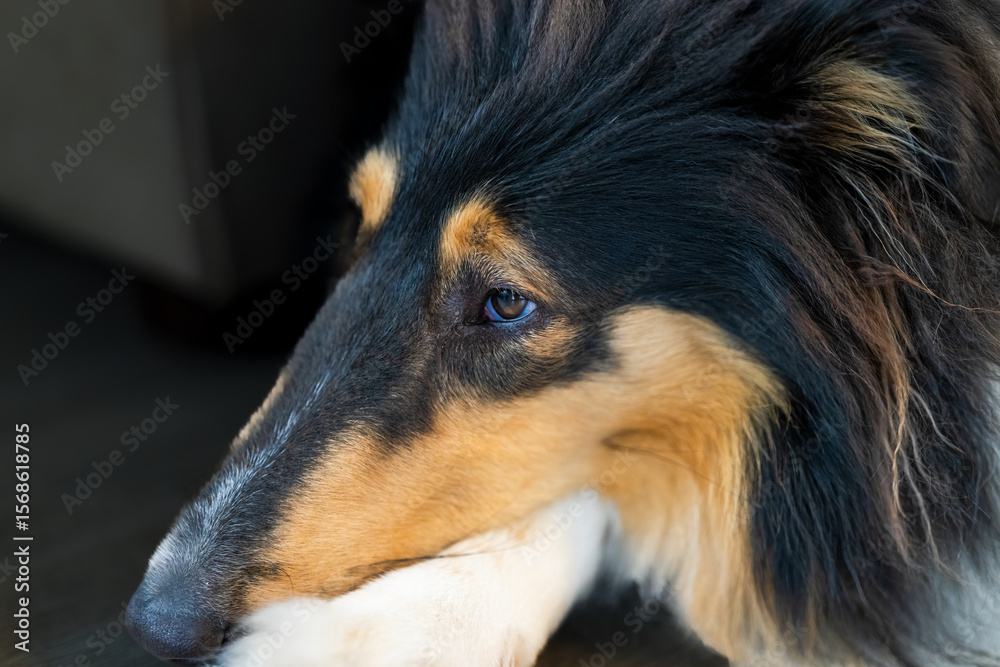 Fototapeta premium A portrait of a tricolored collie with her head resting on her foot