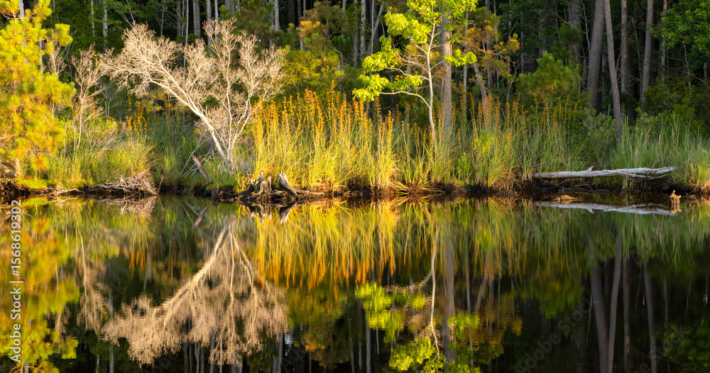 Fototapeta premium Reflections on the still water of the Alligator River-Pungo River Canal