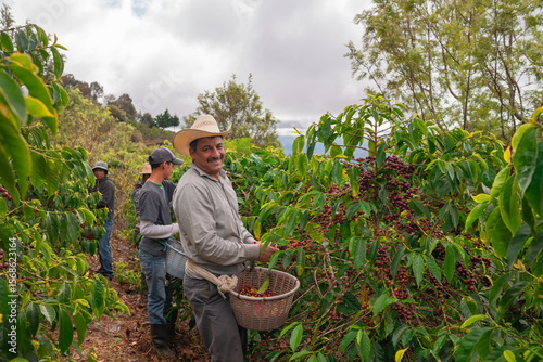 Farmers harvest coffee on coffee plantations, Jalapa, Guatemala