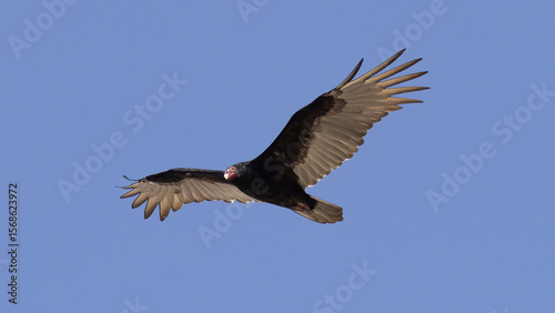 A turkey vulture in flight