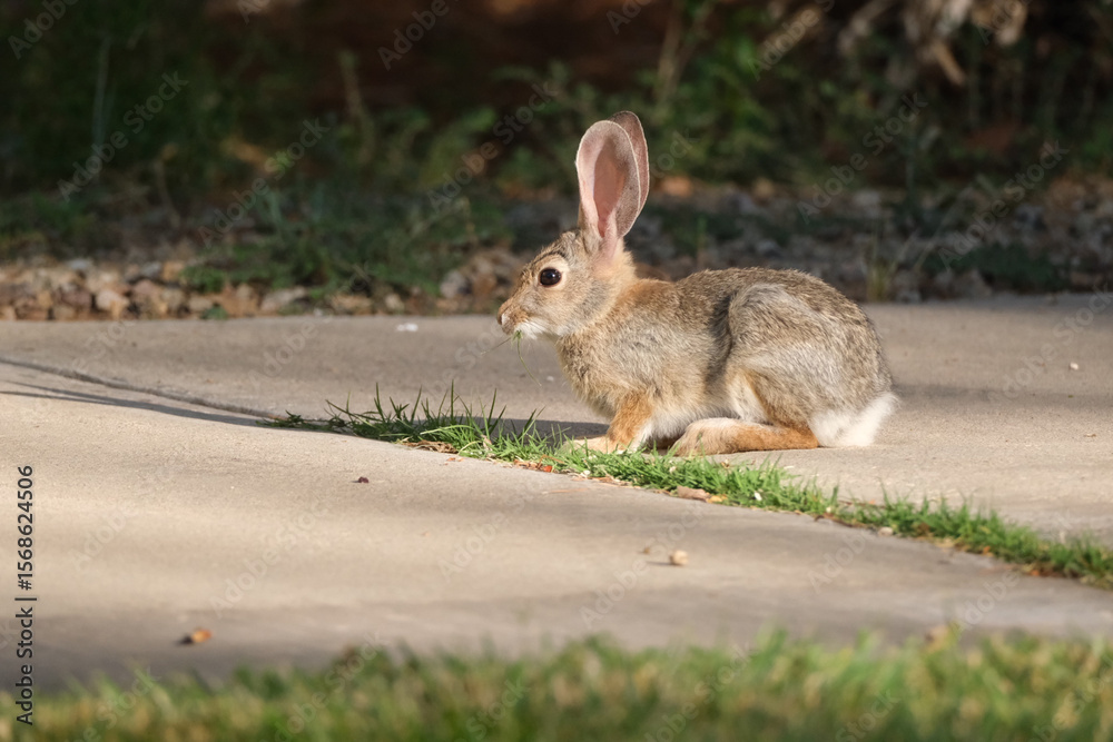 Fototapeta premium Desert cottontail bunny rabbit in the grass