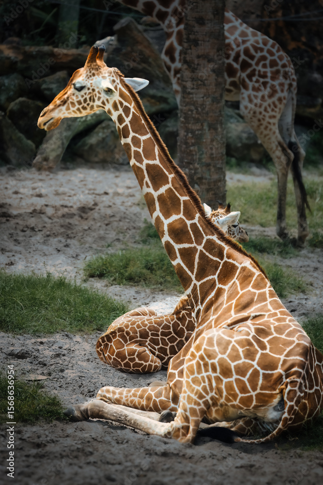 Obraz premium A giraffe is laying down in a zoo enclosure