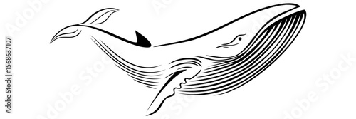 line art illustratiom background blue whale