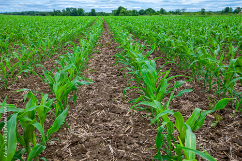 Rows of young corn stalks in a central Wiscosin farmers field in early summer