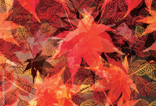 紅葉　もみじ　秋　背景	