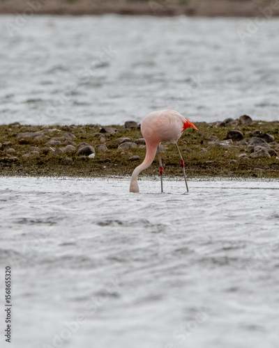Phoenicopterus chilensis - flamenco chileno 
 photo