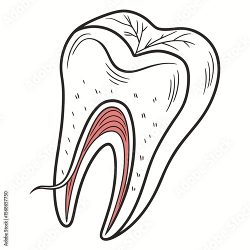 Anatomical tooth cross section with roots and pulp dental anatomy