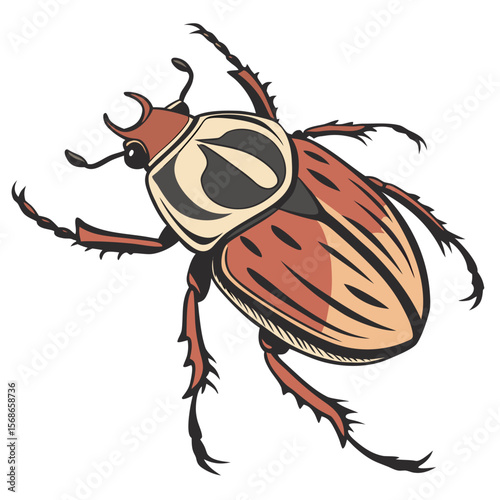 Brown beetle with black and cream markings insect