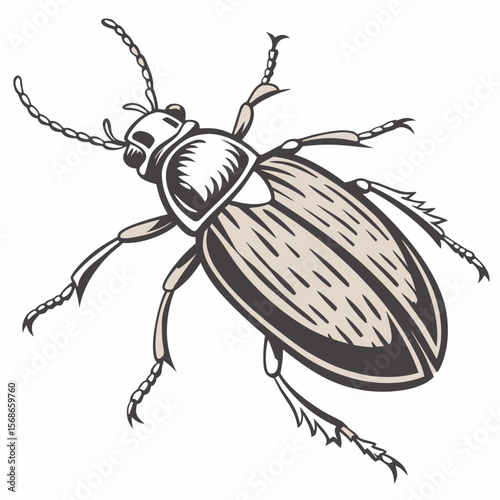 Dark brown and beige beetle with segmented legs and antennae insect