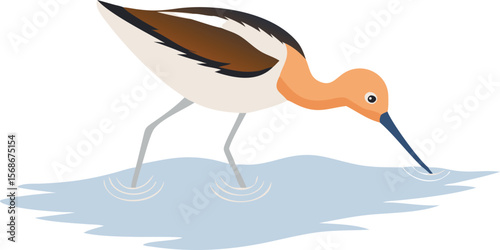 An American avocet sweeping its upturned bill, side to side in shallow water.
