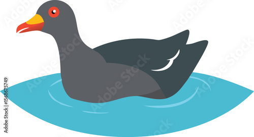 A common gallinule swimming in open water, its head bobbing rhythmically.