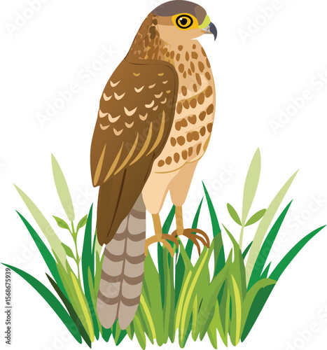 A Cooper's hawk perching secretively, hidden in dense forest foliage.