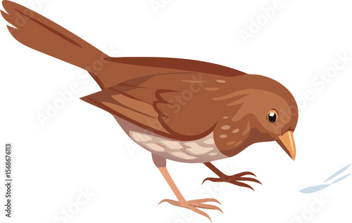A fox sparrow vigorously scratching backwards, kicking leaves for food.