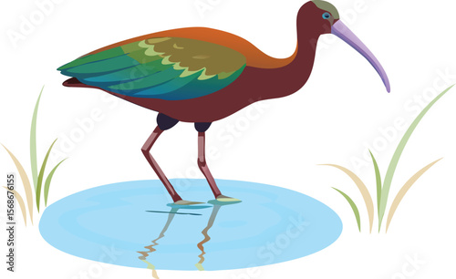 A glossy ibis with iridescent plumage, reflecting green and purple colors.