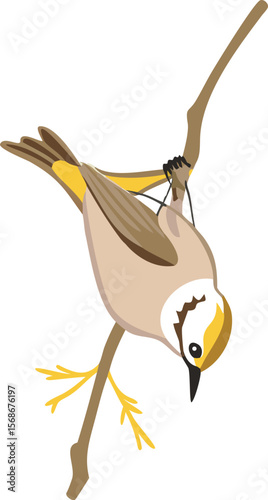 A golden-crowned kinglet meticulously searching, upside down on a branch.