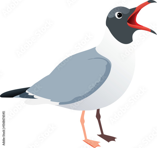 A laughing gull with its head thrown back, calling loudly near the ocean.