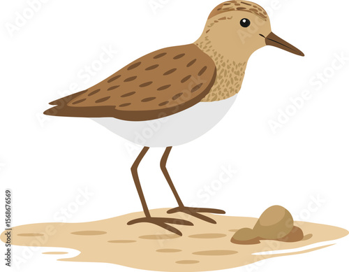 A tiny least sandpiper in a squat, probing soft mud for insects.