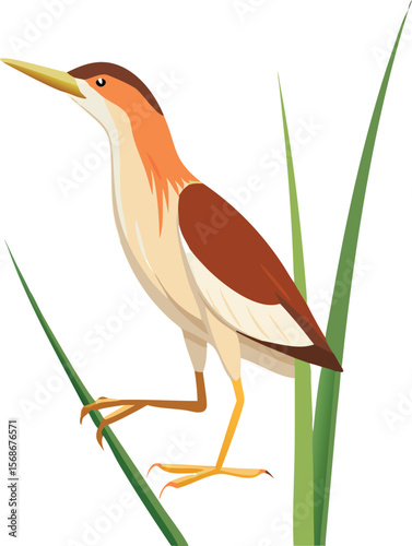 A least bittern in its classic pose, neck stretched perfectly vertical, hiding in reeds.
