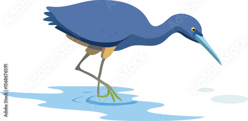 A little blue heron with a two-toned bill, slowly stalking fish in clear water.