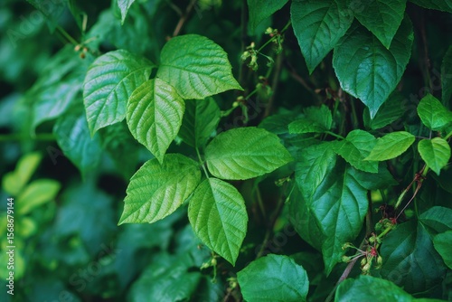 Toxic ivy Stems of harmful plant in the garden Dangerous area Clumps of poisonous flora