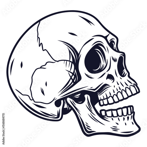 Human skull profile dark outline bone