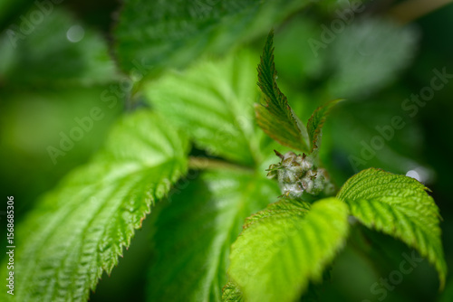 Wallpaper Mural Raspberry bud with green leaves, captured in natural outdoor light, highlighting the early fruiting stage and fresh foliage. 
 Torontodigital.ca