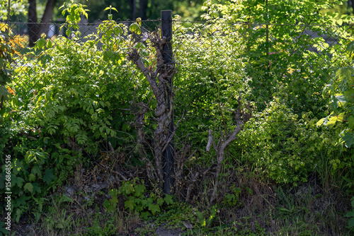 Wallpaper Mural Interwoven branches in a fence near a post, captured in natural outdoor light, highlighting the organic structure and rustic character of the natural barrier. Torontodigital.ca