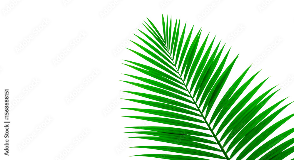 Obraz premium Palm leaf isolated, tropical plant, green foliage, exotic flora, botanical design element, summer vibe, nature