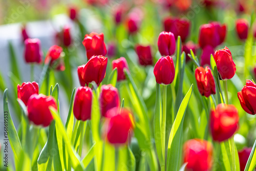 red tulips in garden