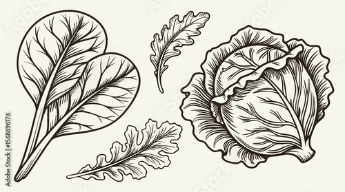 Vintage Lettuce Illustration – Hand-Drawn Engraving of Leafy Greens and Cabbage Heads