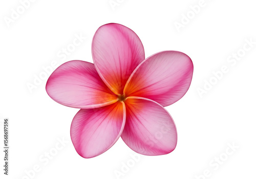 Pink plumeria flower with orange center petals