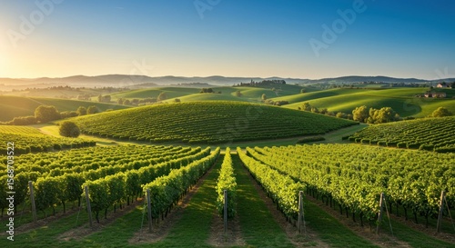 Wallpaper Mural Lush vineyard rows stretch across rolling hills at dawn Torontodigital.ca