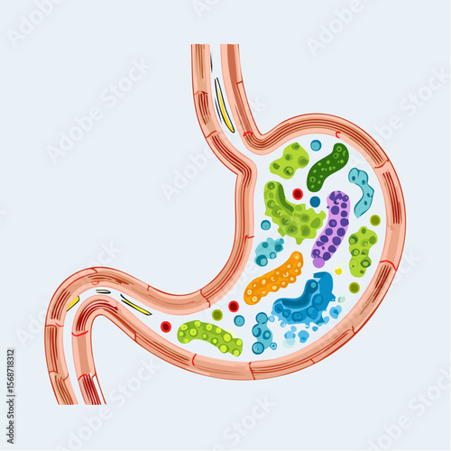 Human Stomach Anatomy Detailed Illustration of Gastric Microbiota and Digestive System
