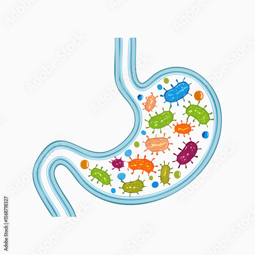 Human Stomach Anatomy Illustration of Gut Microbiome and Bacteria