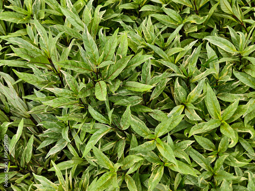green leaves background