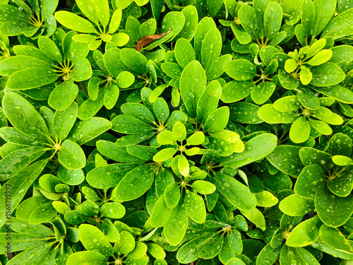 green leaves background