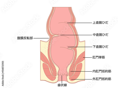 消化器の解剖生理　直腸と肛門　構造