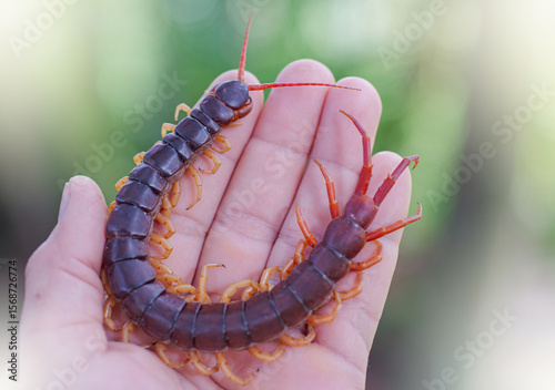 The giant centipede is a very venomous animal with many legs. It preys on animals and insects.