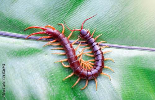 The giant centipede is a very venomous animal with many legs. It preys on animals and insects.