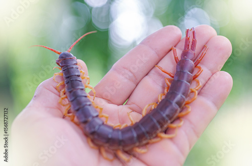 The giant centipede is a very venomous animal with many legs. It preys on animals and insects.