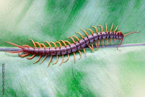 The giant centipede is a very venomous animal with many legs. It preys on animals and insects.