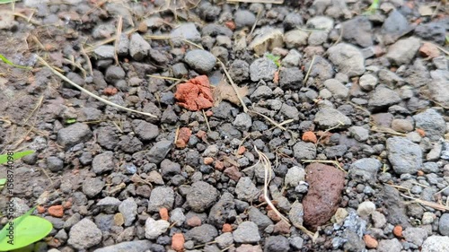 Slow motion footage of rocky soil surface with small pebbles, dry twigs, and patches of grass. Natural ground texture ideal for environmental themes or earth-related visuals.