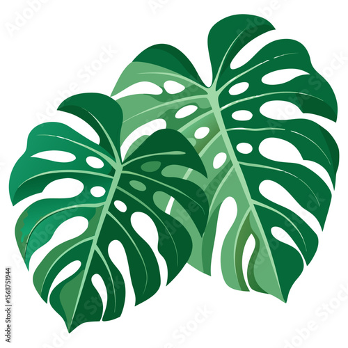 Monstera deliciosa leaves, featuring the plant's characteristic large, heart-shaped leaves with distinctive natural holes and splits. 