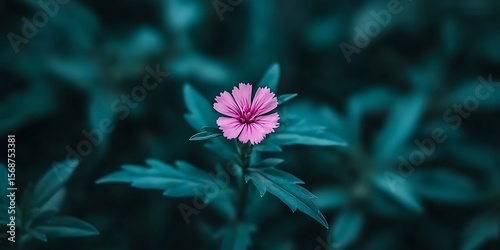Pink Dianthus Flower with Teal Foliage, A Moody Floral Composition
