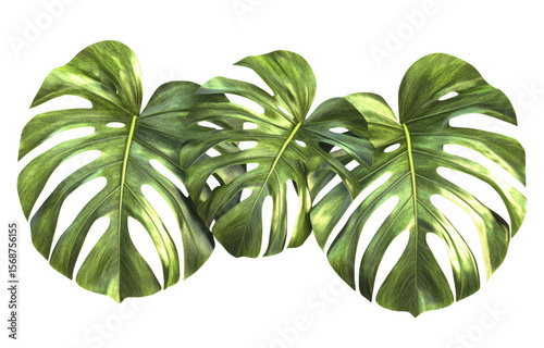Large monstera leaves create vibrant and lush atmosphere, perfect for adding tropical touch to any space. Their unique shapes and rich green color enhance natural beauty