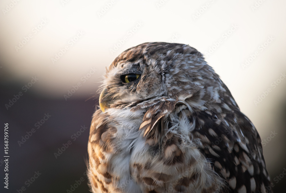 Fototapeta premium Burrowing Owl (Athene cunicularia) Staring Intently at the Camera. Sunset on the Vast Pampas Grasslands of Buenos Aires, Argentina