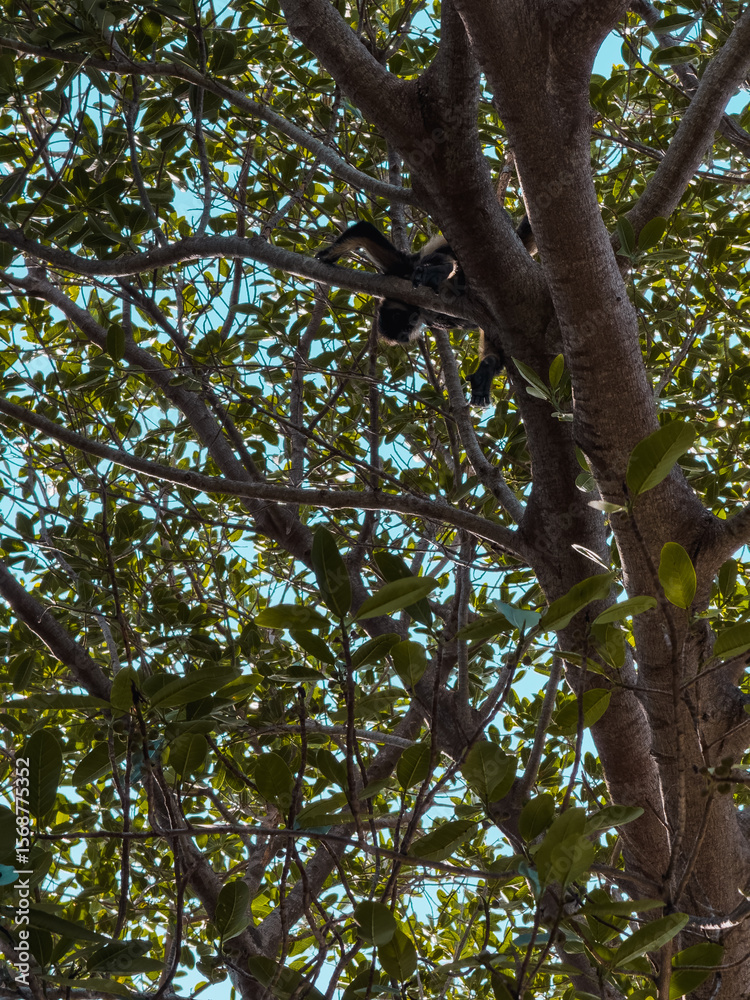 Fototapeta premium Monkeys in the Wilderness