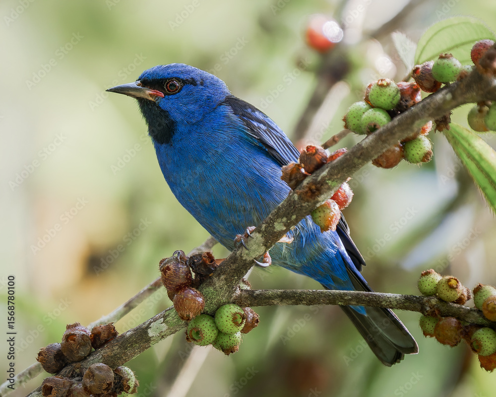 Fototapeta premium Dacnis cayana