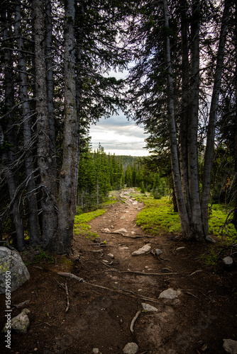 Tree Tunnel Entrance To Lawn Lake In Rocky Mountain